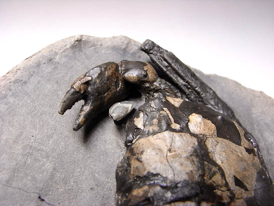 ノジュールの中からこんにちは!3000万年前のカニの化石(その10)