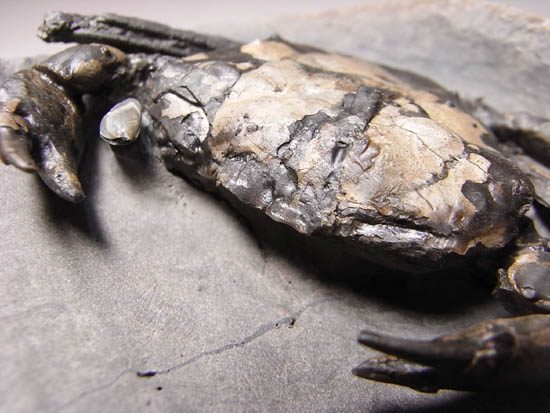 ノジュールの中からこんにちは!3000万年前のカニの化石(その11)