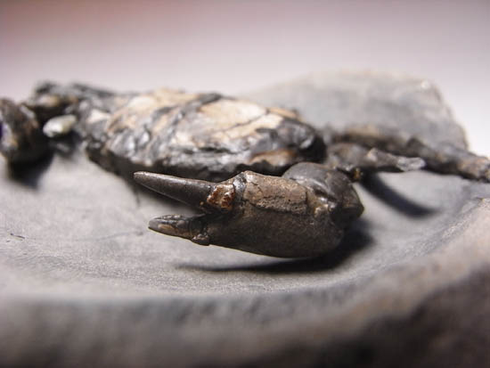 ノジュールの中からこんにちは!3000万年前のカニの化石(その12)