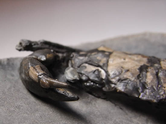 ノジュールの中からこんにちは!3000万年前のカニの化石(その13)