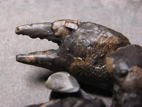 ノジュールの中からこんにちは!3000万年前のカニの化石(その14)