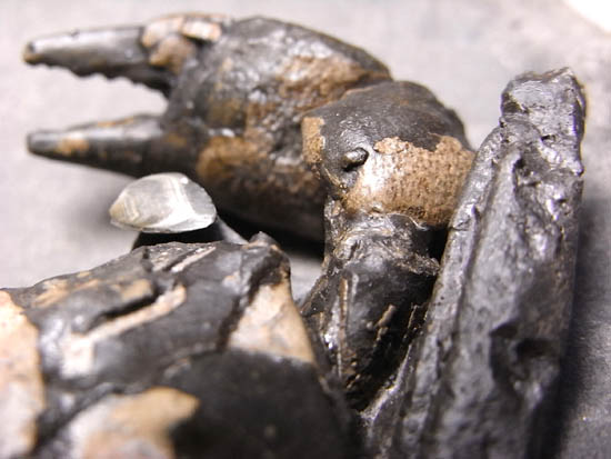 ノジュールの中からこんにちは!3000万年前のカニの化石(その15)