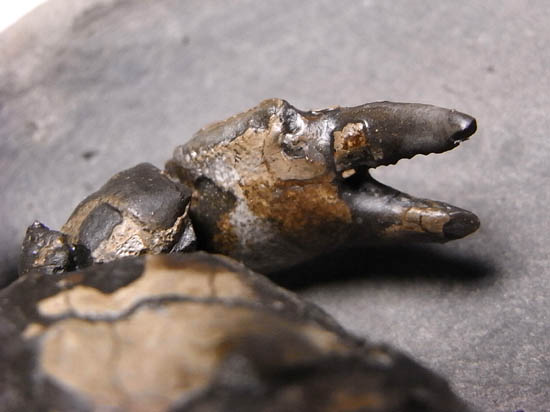 ノジュールの中からこんにちは!3000万年前のカニの化石(その16)