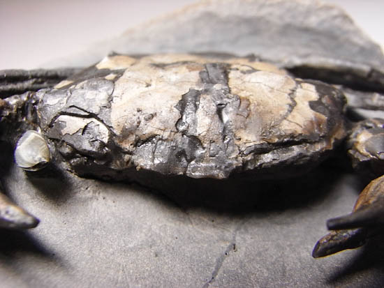 ノジュールの中からこんにちは!3000万年前のカニの化石(その17)