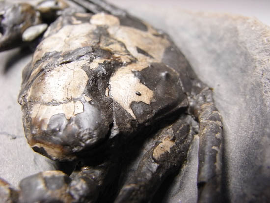 ノジュールの中からこんにちは!3000万年前のカニの化石(その18)
