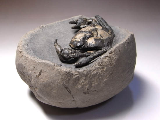 ノジュールの中からこんにちは!3000万年前のカニの化石(その19)