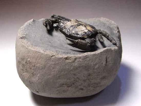 ノジュールの中からこんにちは!3000万年前のカニの化石(その2)
