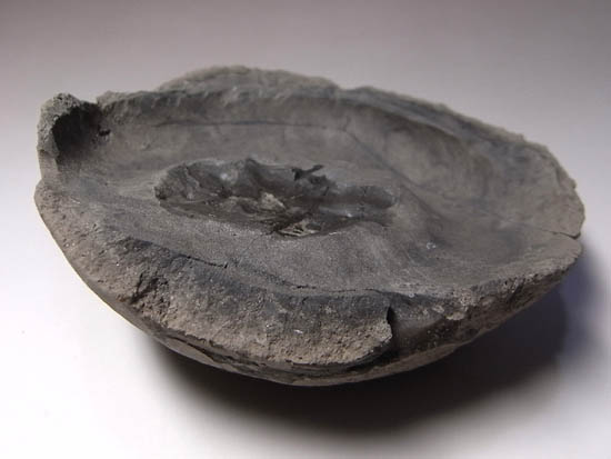 ノジュールの中からこんにちは!3000万年前のカニの化石(その20)