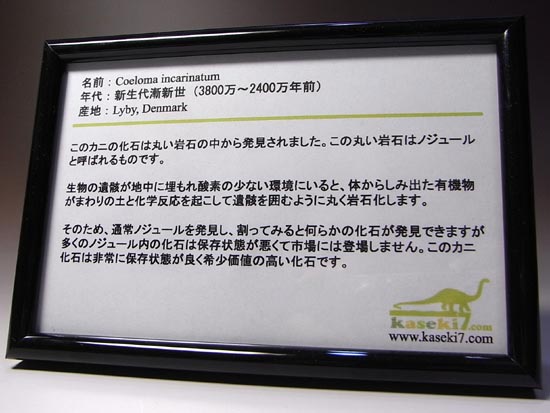 ノジュールの中からこんにちは!3000万年前のカニの化石(その3)