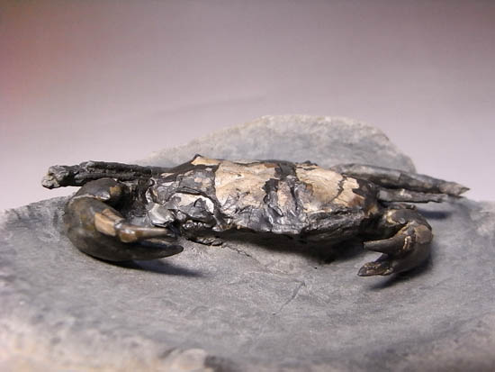 ノジュールの中からこんにちは!3000万年前のカニの化石(その4)