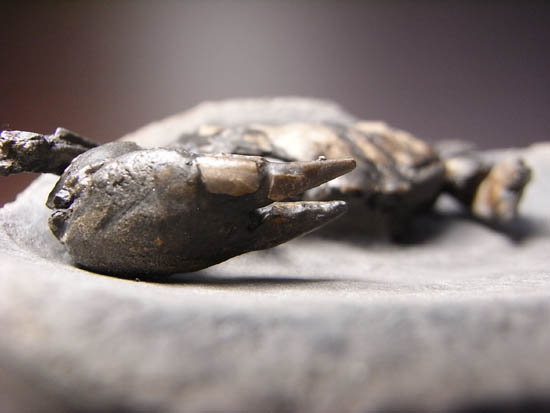 ノジュールの中からこんにちは!3000万年前のカニの化石(その5)
