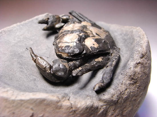 ノジュールの中からこんにちは!3000万年前のカニの化石(その6)
