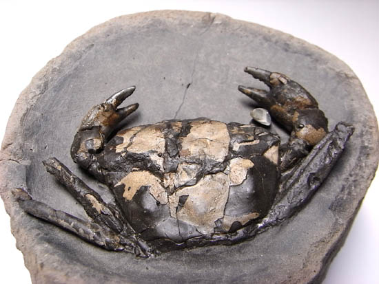 ノジュールの中からこんにちは!3000万年前のカニの化石(その7)