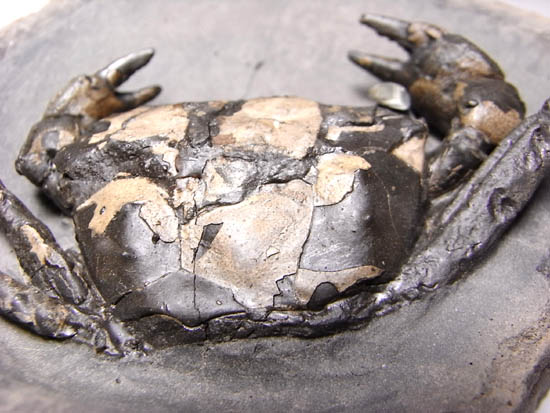 ノジュールの中からこんにちは!3000万年前のカニの化石(その8)