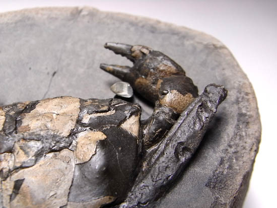 ノジュールの中からこんにちは!3000万年前のカニの化石(その9)