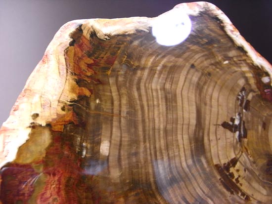 恐竜時代の針葉樹が珪化木になって宝石みたい!(その10)