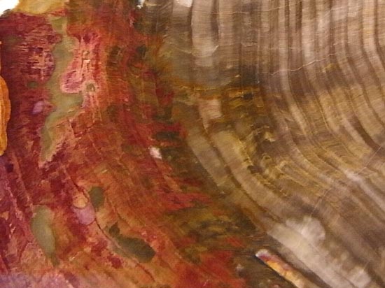 恐竜時代の針葉樹が珪化木になって宝石みたい!(その12)