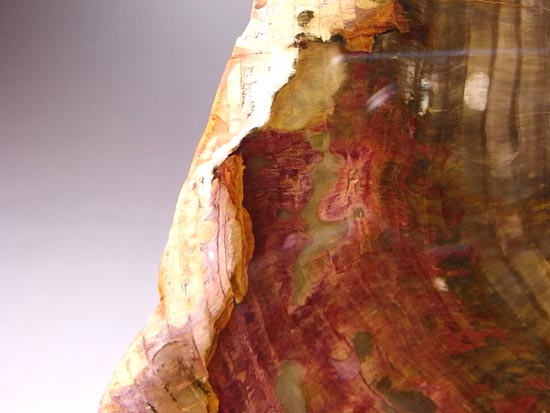 恐竜時代の針葉樹が珪化木になって宝石みたい!(その13)