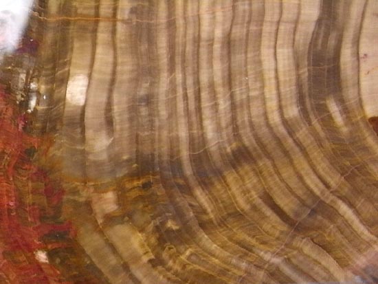 恐竜時代の針葉樹が珪化木になって宝石みたい!(その14)