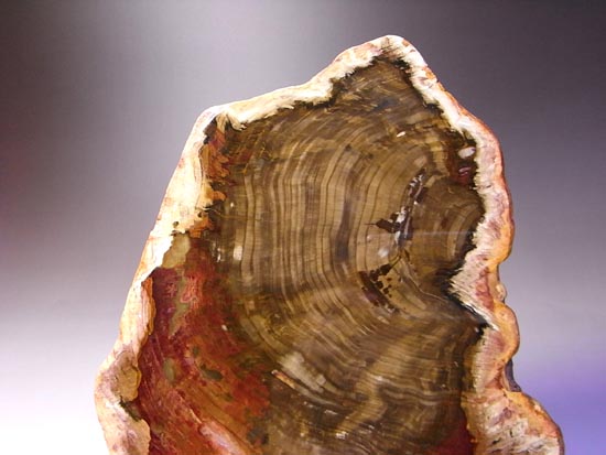 恐竜時代の針葉樹が珪化木になって宝石みたい!(その15)