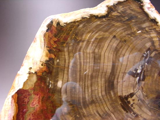 恐竜時代の針葉樹が珪化木になって宝石みたい!(その17)
