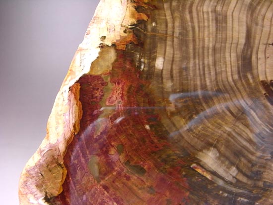 恐竜時代の針葉樹が珪化木になって宝石みたい!(その18)