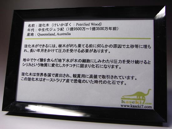 恐竜時代の針葉樹が珪化木になって宝石みたい!(その2)