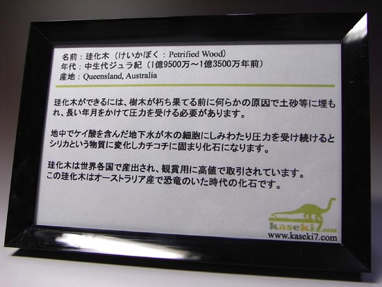 恐竜時代の針葉樹が珪化木になって宝石みたい！（その2）