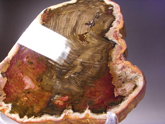 恐竜時代の針葉樹が珪化木になって宝石みたい!(その3)