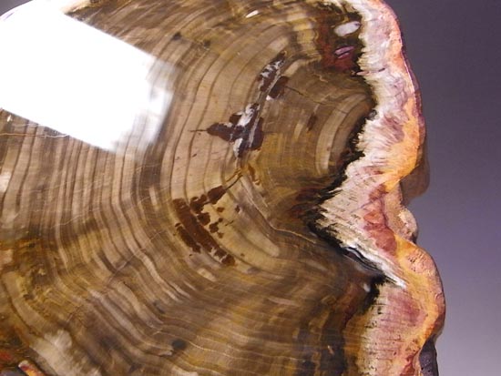 恐竜時代の針葉樹が珪化木になって宝石みたい!(その4)