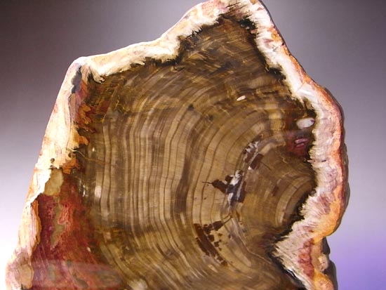 恐竜時代の針葉樹が珪化木になって宝石みたい!(その6)