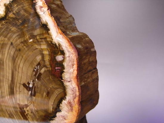 恐竜時代の針葉樹が珪化木になって宝石みたい!(その7)