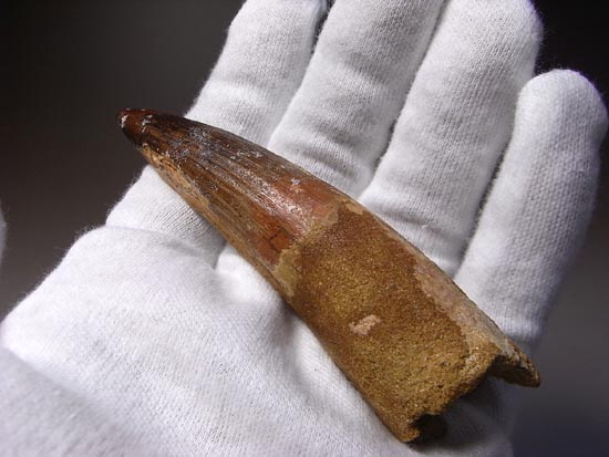 地上最大の肉食恐竜スピノサウルスの巨大歯(その1)