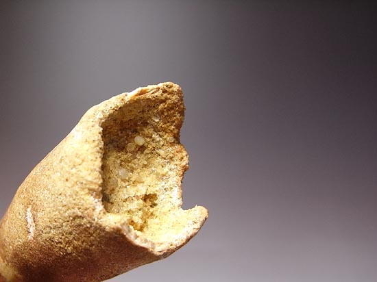地上最大の肉食恐竜スピノサウルスの巨大歯(その15)