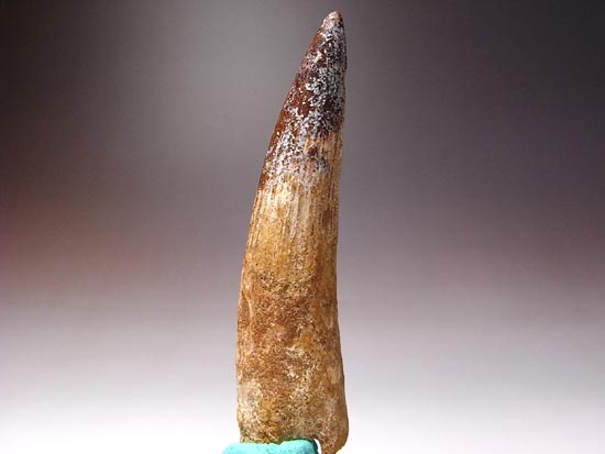 地上最大の肉食恐竜スピノサウルスの巨大歯(その3)