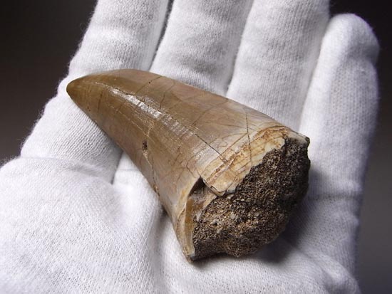 コレクションするなら最大がいい！！白亜紀の海の暴れん坊モササウルスの巨大歯（その1）