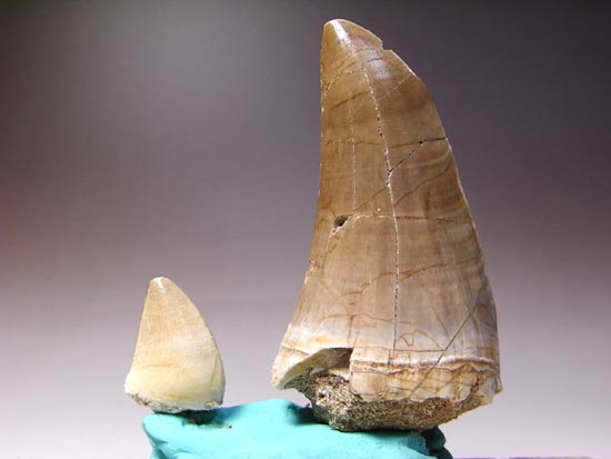コレクションするなら最大がいい！！白亜紀の海の暴れん坊モササウルスの巨大歯（その2）