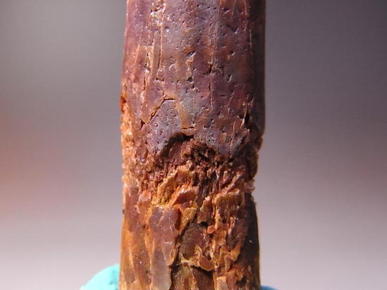 白亜紀の巨大恐竜:レッバキサウルスの保存状態最高の歯(その10)