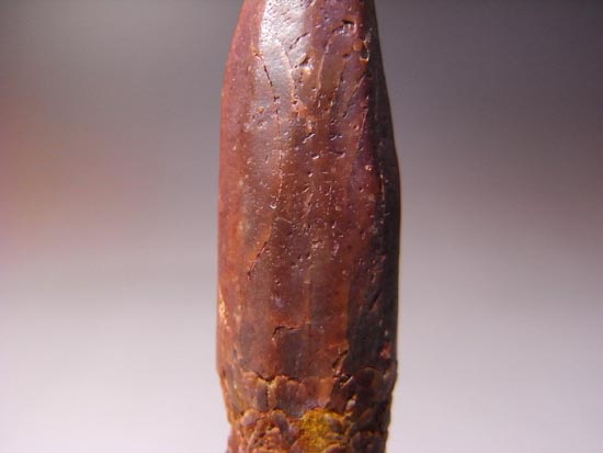 白亜紀の巨大恐竜:レッバキサウルスの保存状態最高の歯(その4)