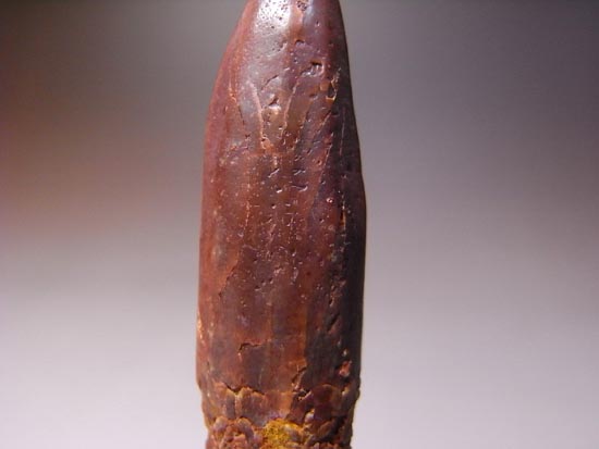 白亜紀の巨大恐竜:レッバキサウルスの保存状態最高の歯(その9)