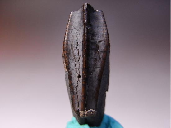 ティラノサウルス級の巨大カモノハシ怪獣:エドモントサウルスの巨大歯(その1)