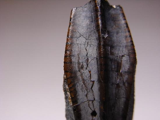 ティラノサウルス級の巨大カモノハシ怪獣:エドモントサウルスの巨大歯(その10)