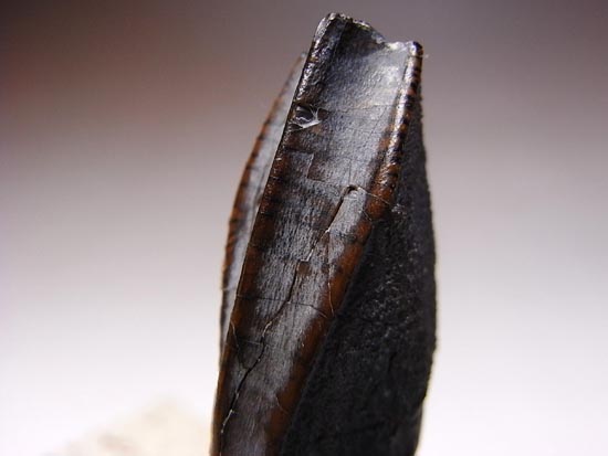 ティラノサウルス級の巨大カモノハシ怪獣:エドモントサウルスの巨大歯(その11)