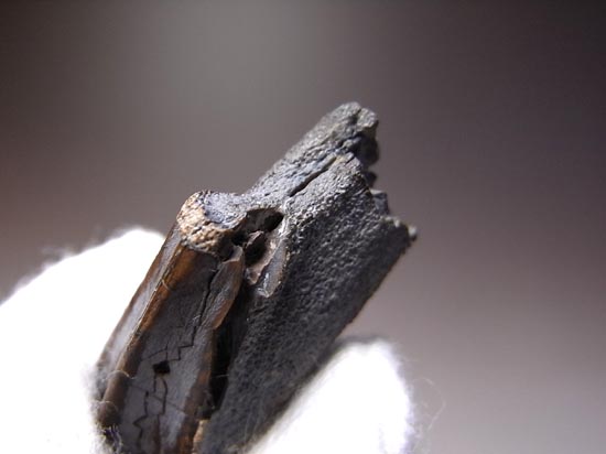 ティラノサウルス級の巨大カモノハシ怪獣:エドモントサウルスの巨大歯(その12)