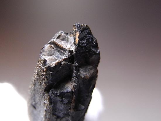 ティラノサウルス級の巨大カモノハシ怪獣:エドモントサウルスの巨大歯(その13)