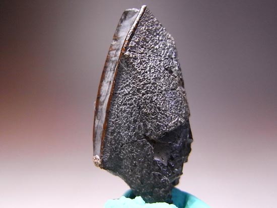 ティラノサウルス級の巨大カモノハシ怪獣:エドモントサウルスの巨大歯(その2)