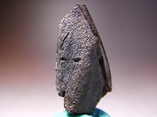 ティラノサウルス級の巨大カモノハシ怪獣:エドモントサウルスの巨大歯(その4)
