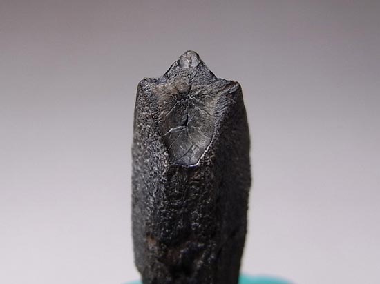 ティラノサウルス級の巨大カモノハシ怪獣:エドモントサウルスの巨大歯(その6)
