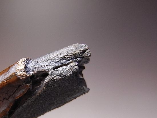 ティラノサウルス級の巨大カモノハシ怪獣:エドモントサウルスの巨大歯(その7)