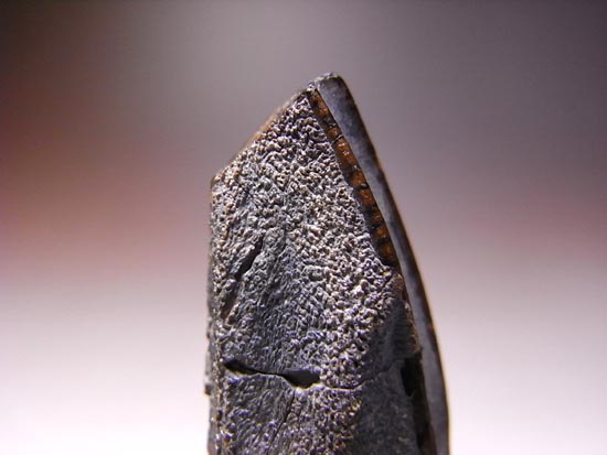 ティラノサウルス級の巨大カモノハシ怪獣:エドモントサウルスの巨大歯(その8)